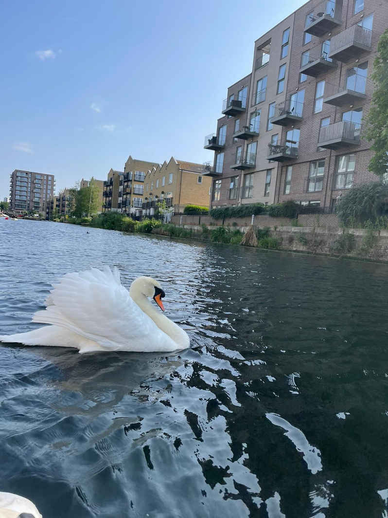a bird sitting on top of a body of water