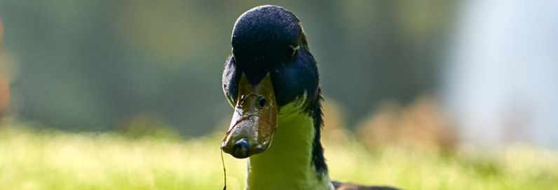 a duck sitting on top of a grass covered field